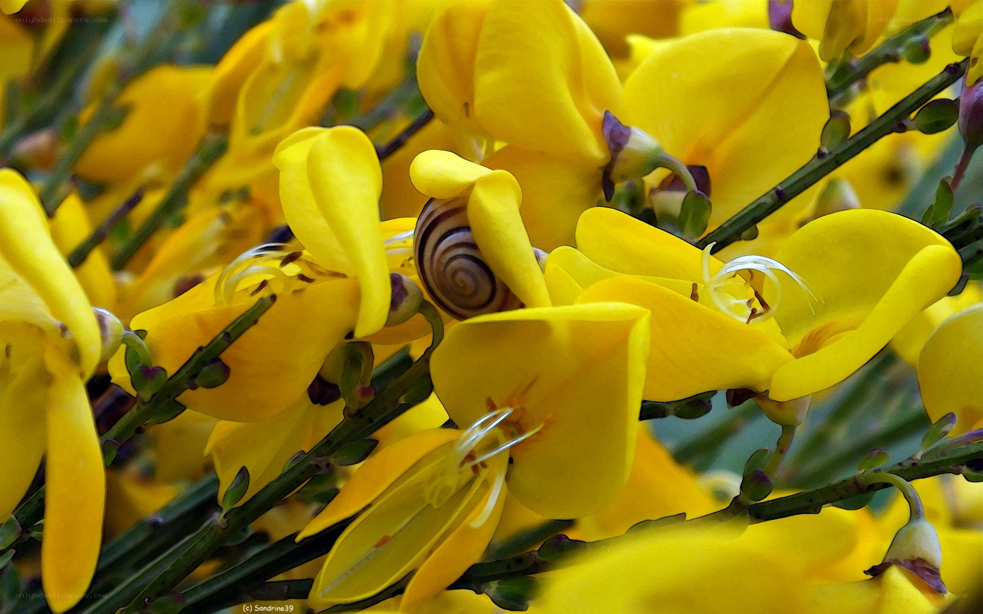 snail on yellow flowers