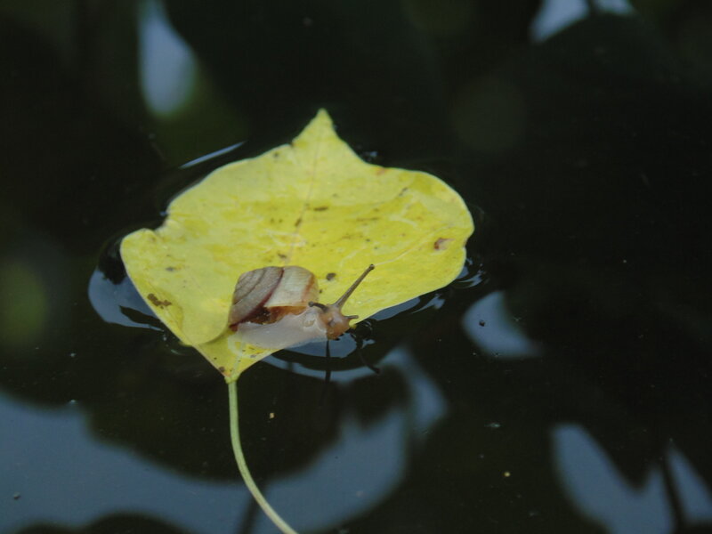 Snail on Yellow Leaf