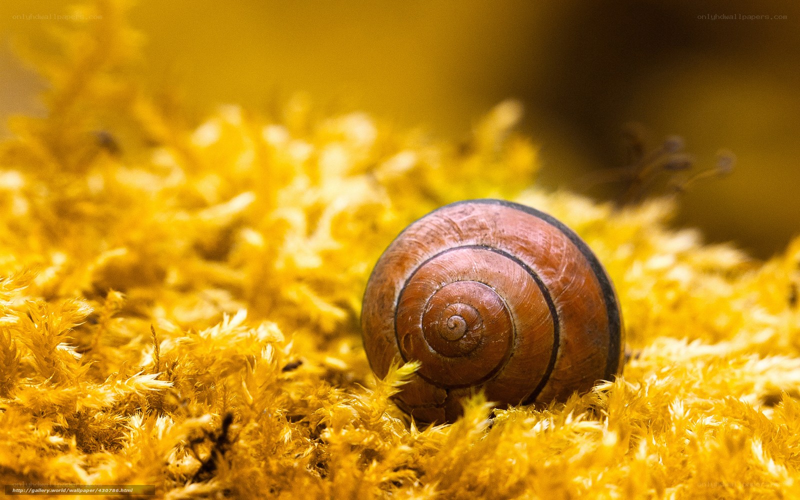 snail on yellow moss