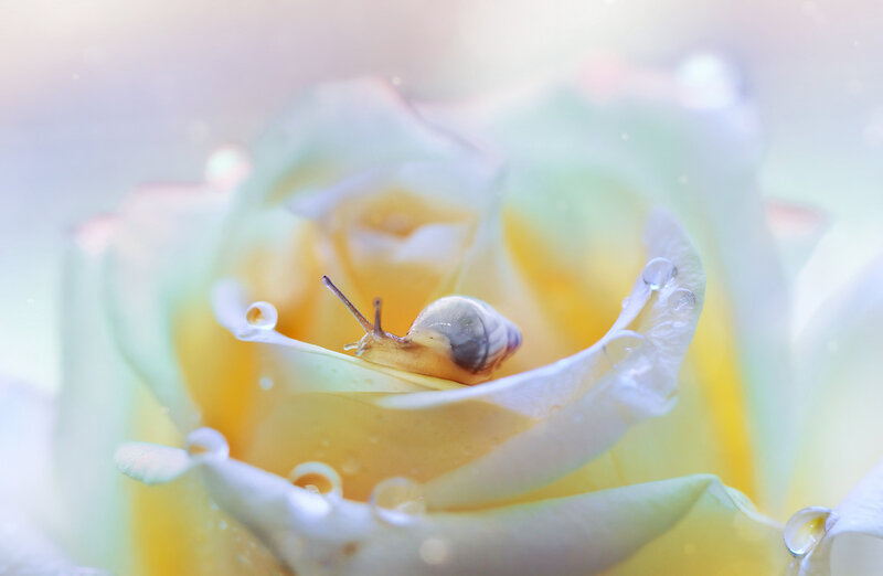 Snail on Yellow Rose