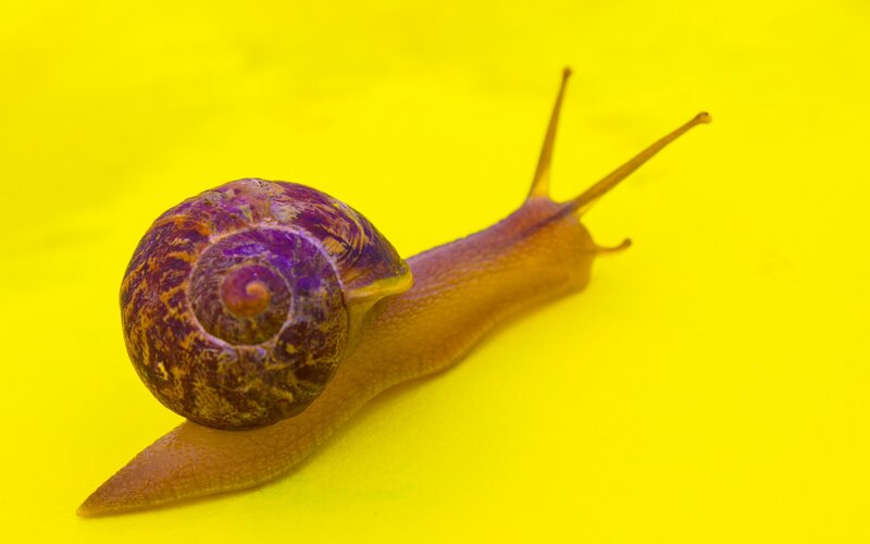 Snail on Yellow Surface