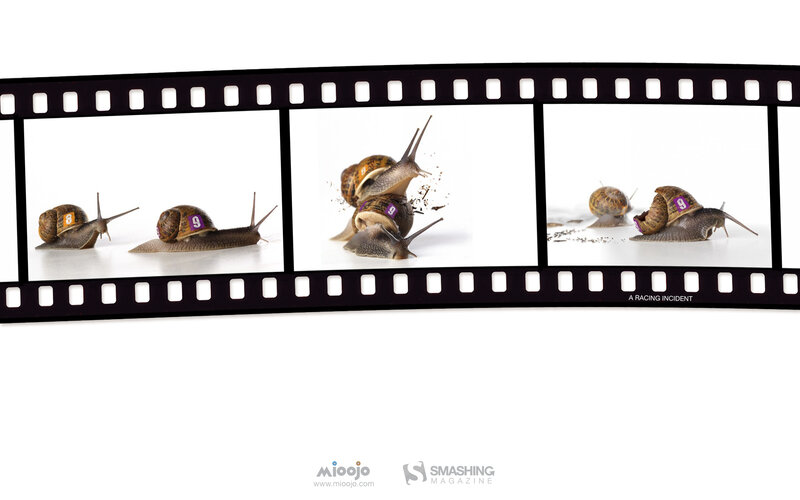 Snail racing incident