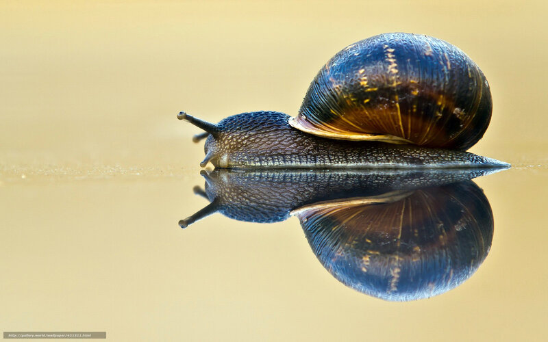 snail reflection on water