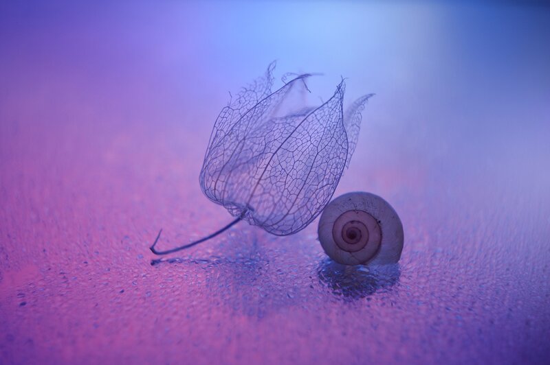 Snail Shell and Lantern Plant