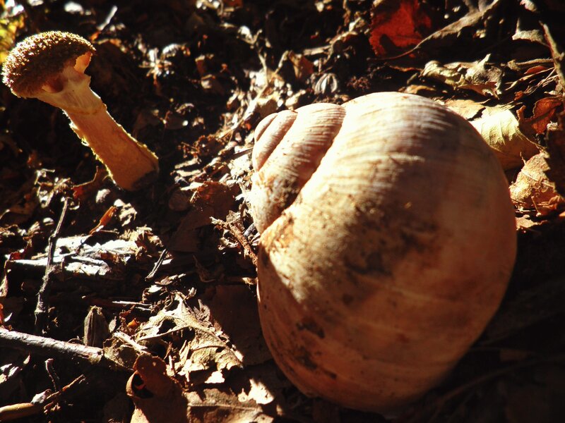 Snail Shell and Mushroom