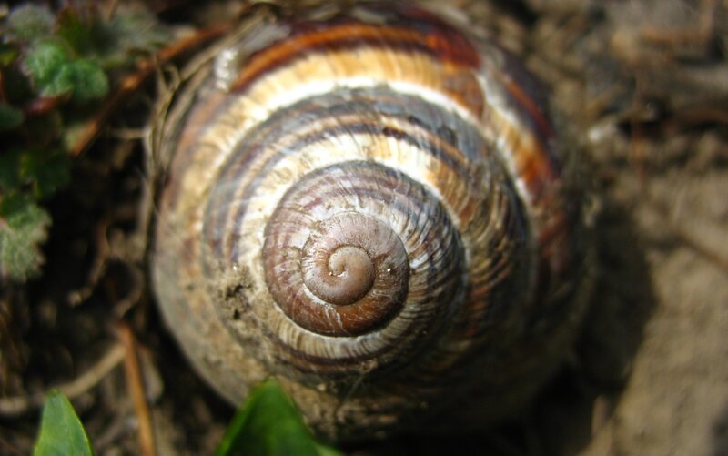 Snail Shell Close-up