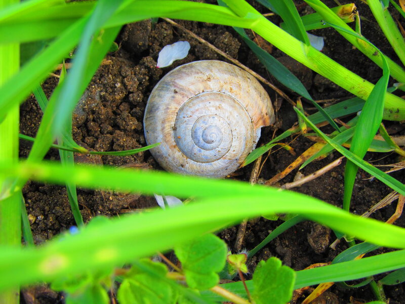 Snail Shell in Grass