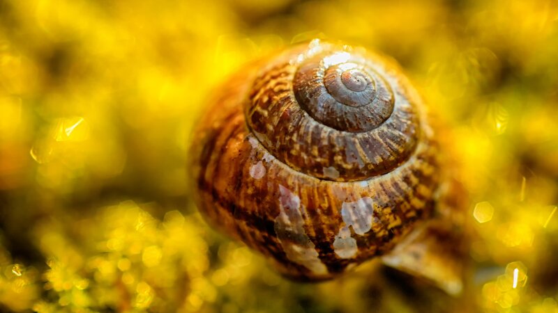 Snail Shell in Moss