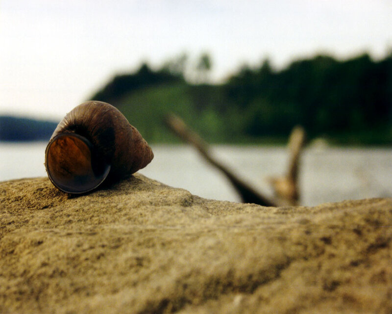 snail shell on a rock