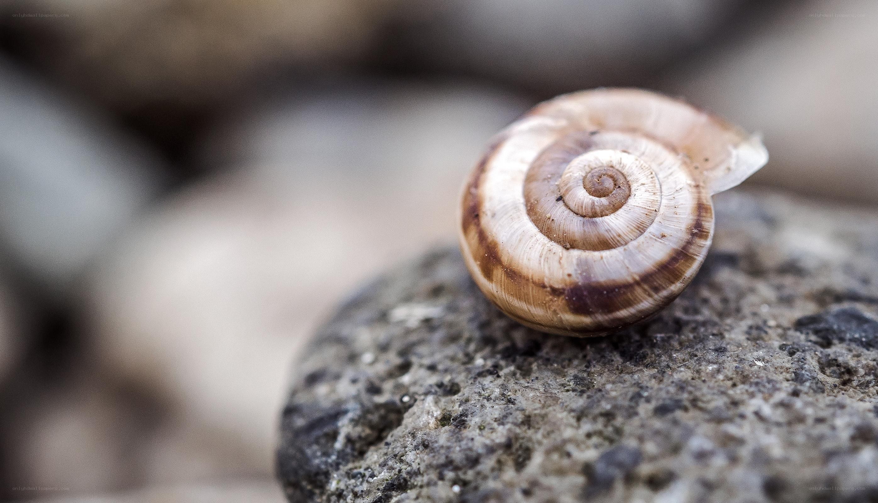 snail shell on a rock