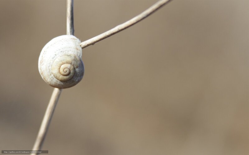 snail shell on a twig