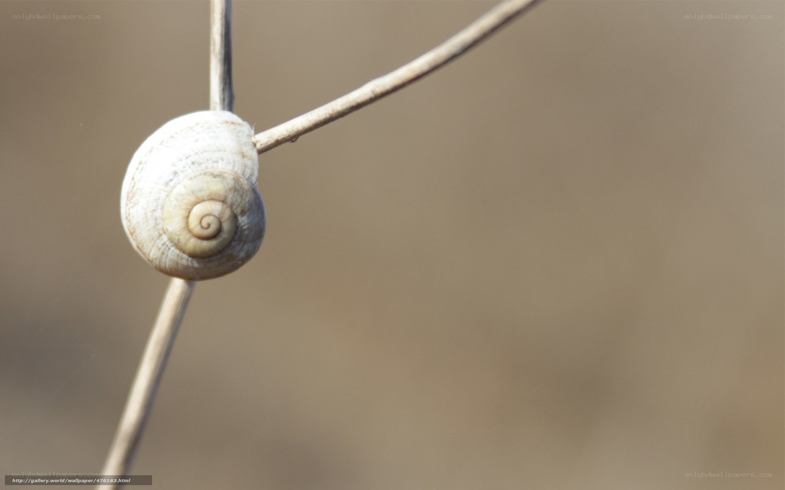 snail shell on a twig