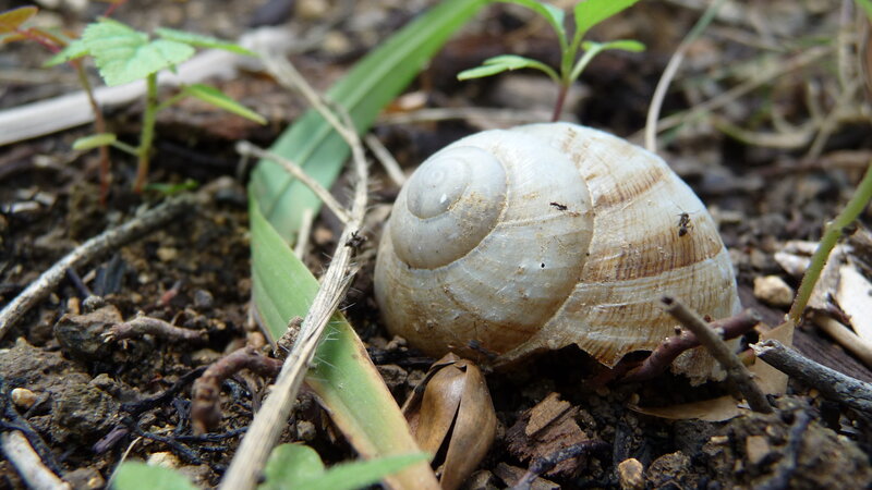 snail shell on forest floor