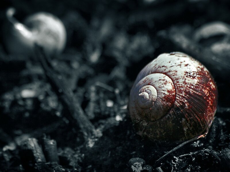 Snail Shell on Ground — Black