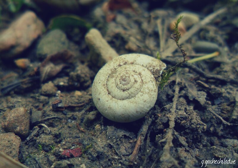Snail Shell on Ground