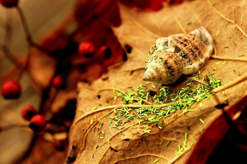Snail Shell on Leaf