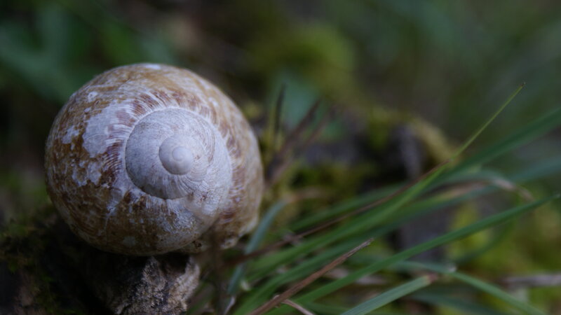 Snail Shell on Moss — Green