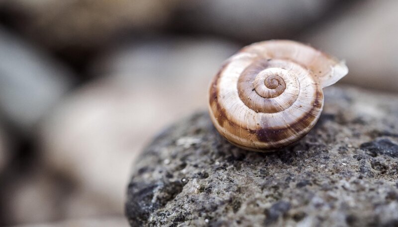 Snail Shell on Rock