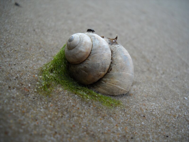 Snail Shell on Sand