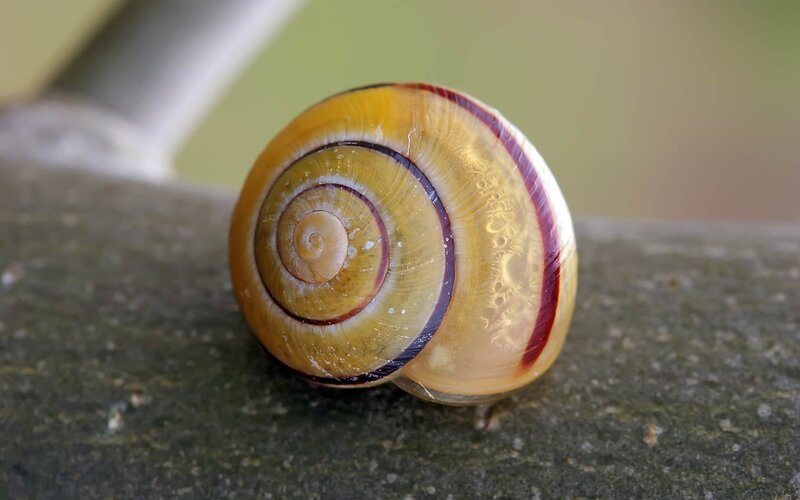Snail Shell on Stone