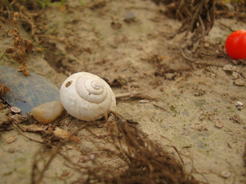 snail shell on the ground