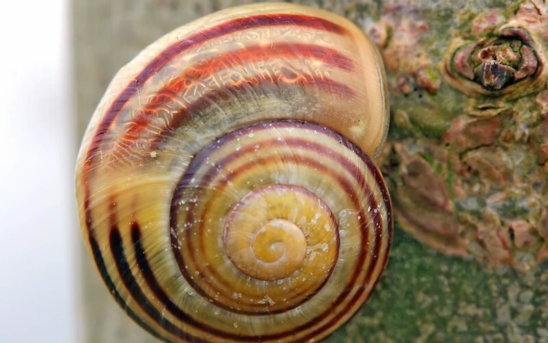 Snail Shell on Tree Bark