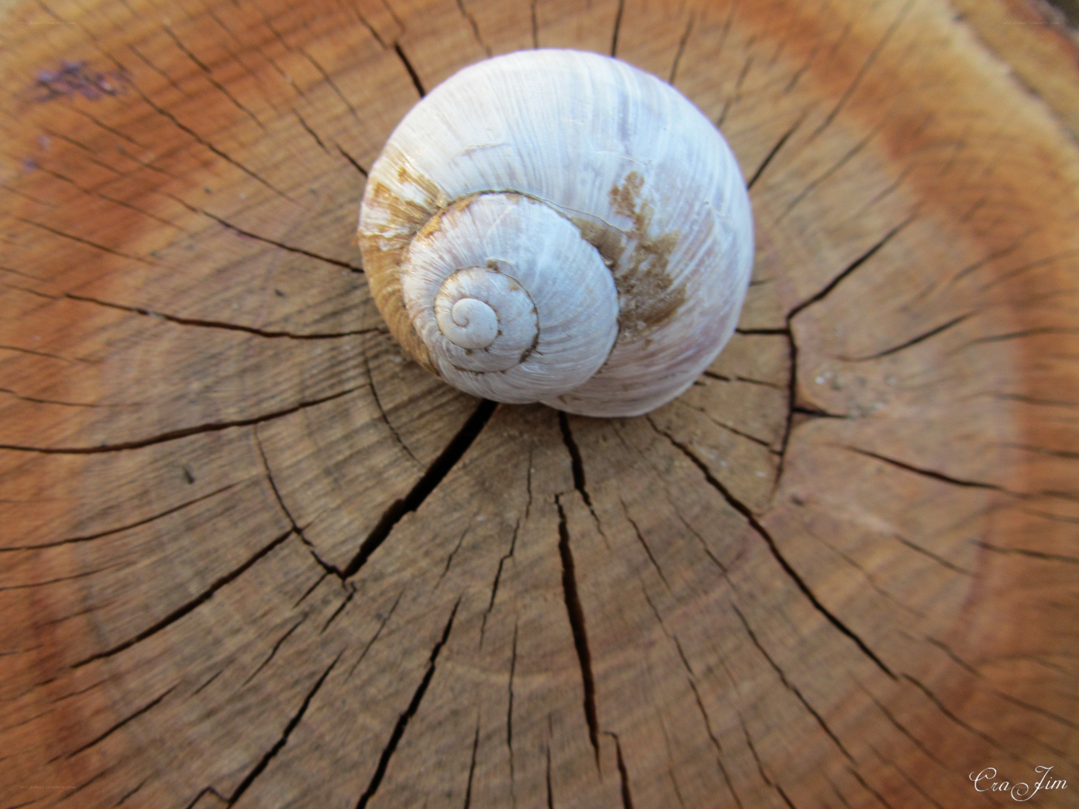 snail shell on wood surface