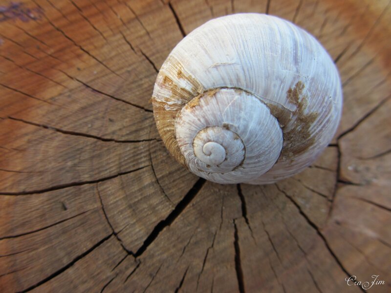 snail shell on wood