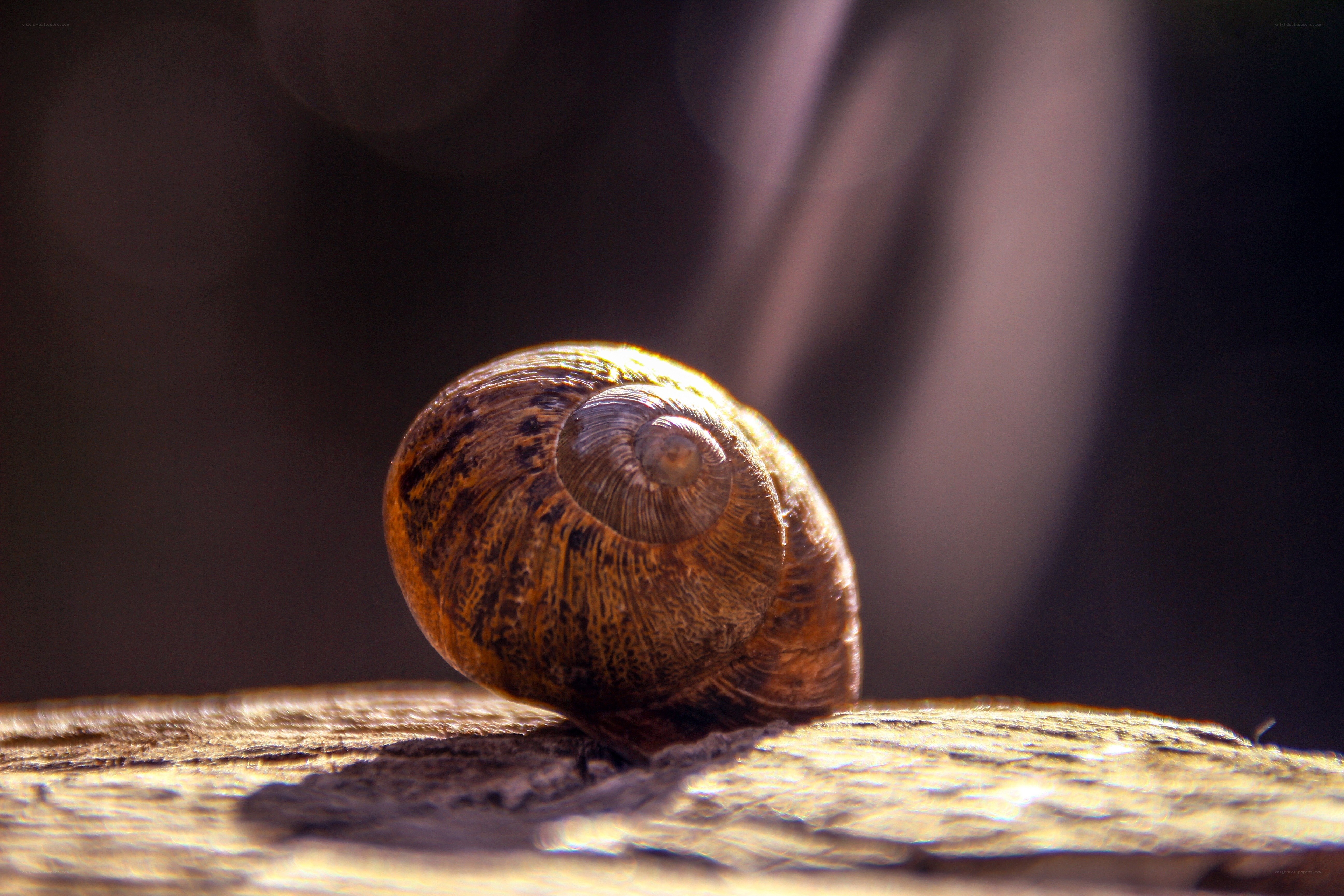 snail shell on wooden surface