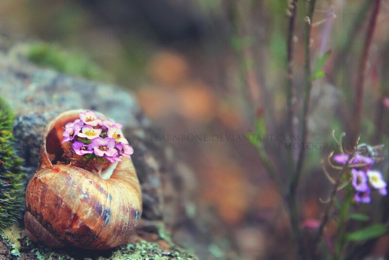 Snail Shell with Flowers