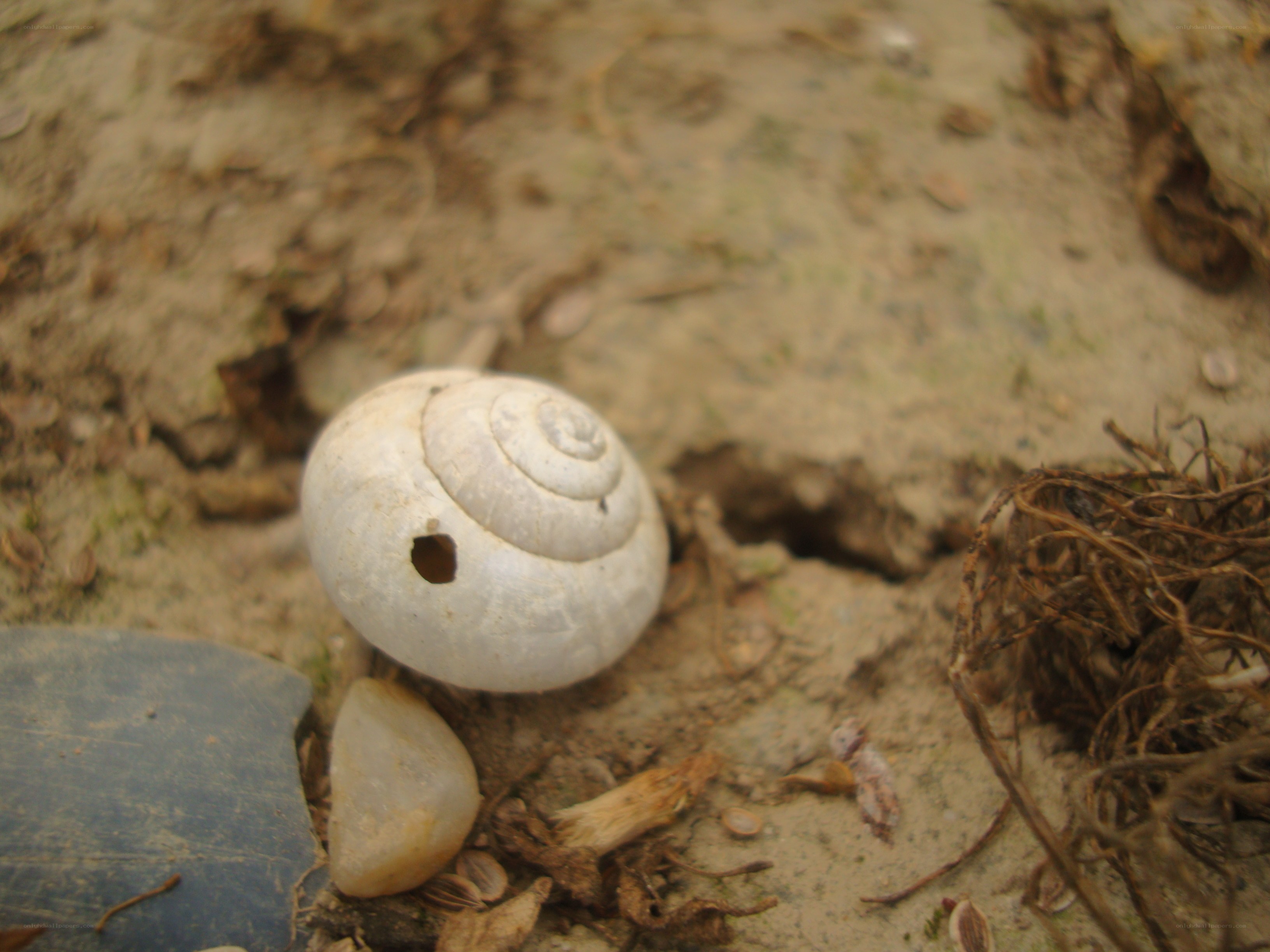 snail shell with hole