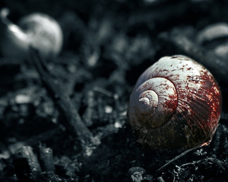 Snail shell with red stains