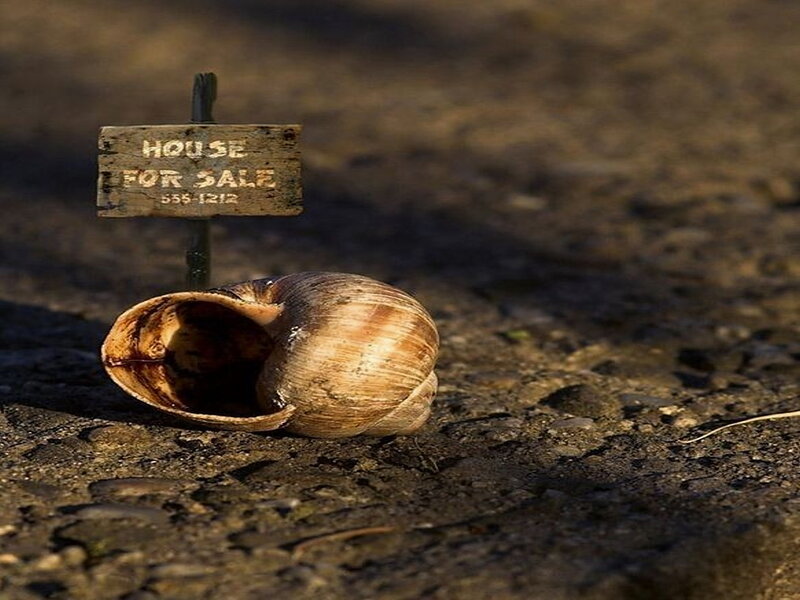 Snail Shell with Sign