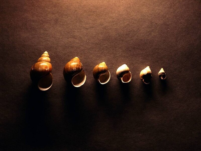 snail shells in a row