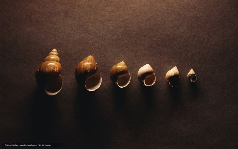 snail shells in a row