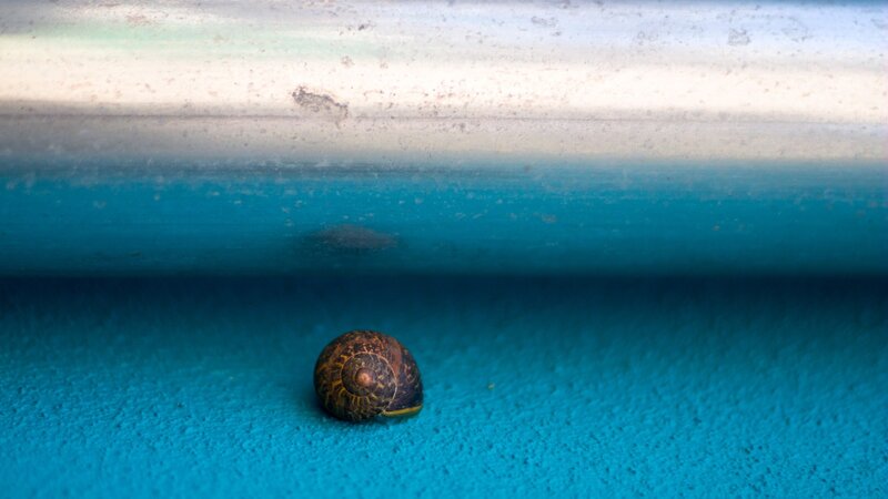 snail under a pipe