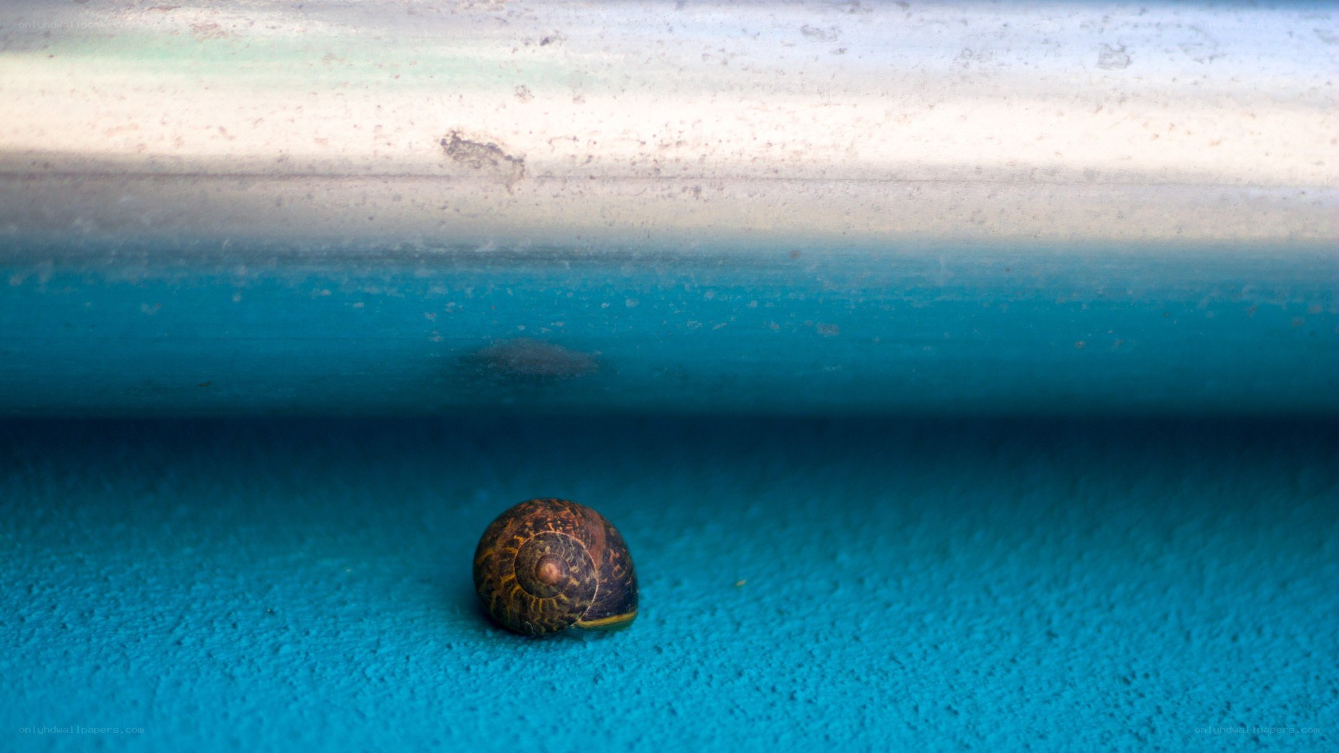 snail under a pipe
