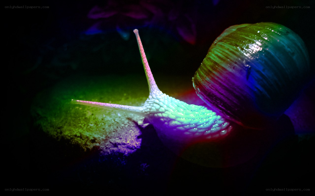 snail under colorful light