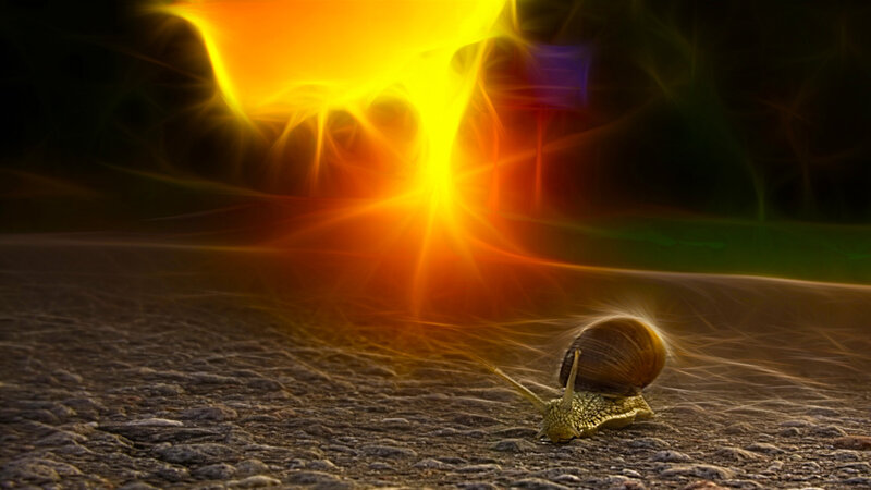 snail under radiant light