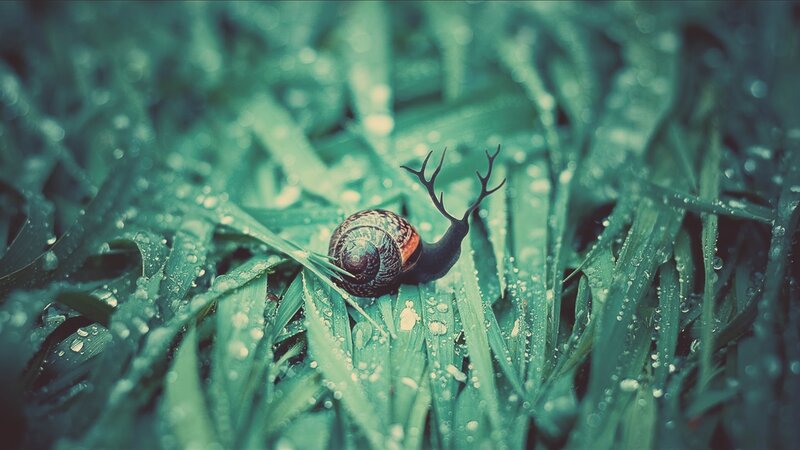 snail with antlers on dewy grass