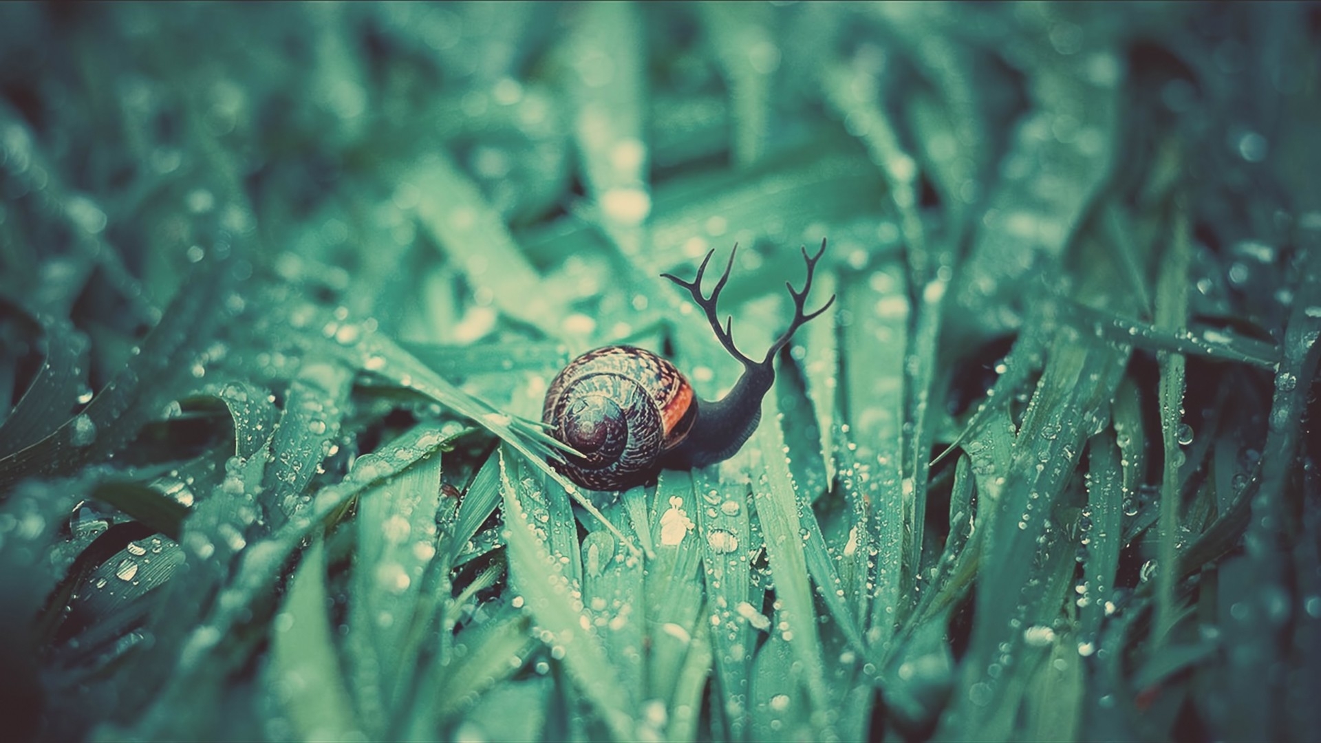 snail with antlers on dewy grass