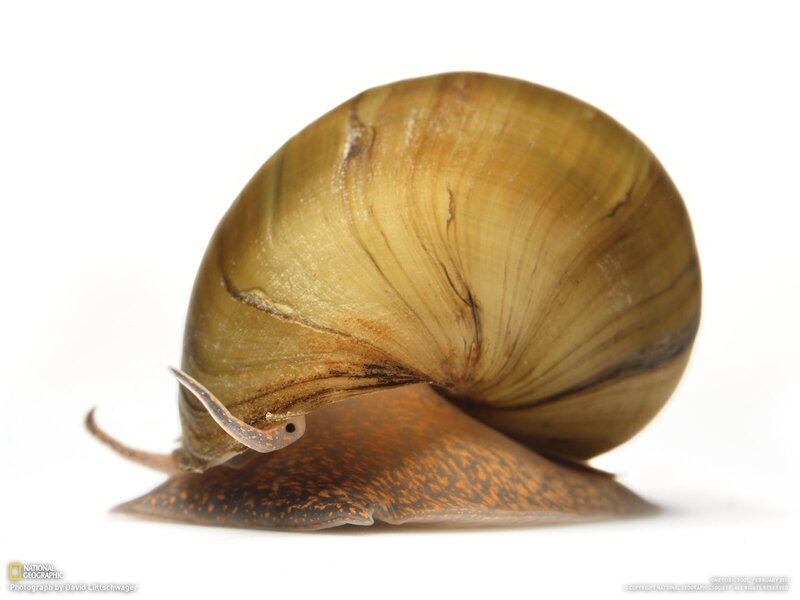 Snail with Brown Shell