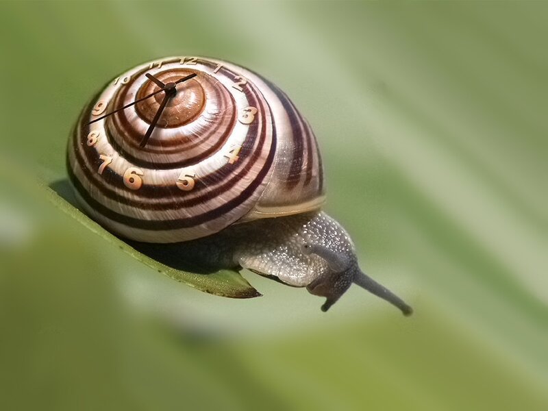 Snail with Clock Shell — Green