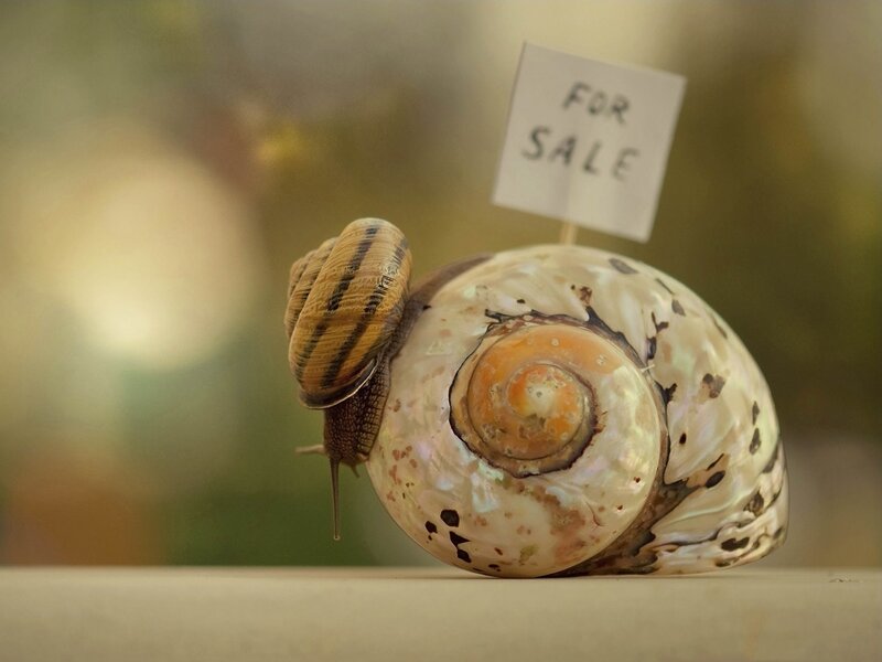 Snail with for sale sign