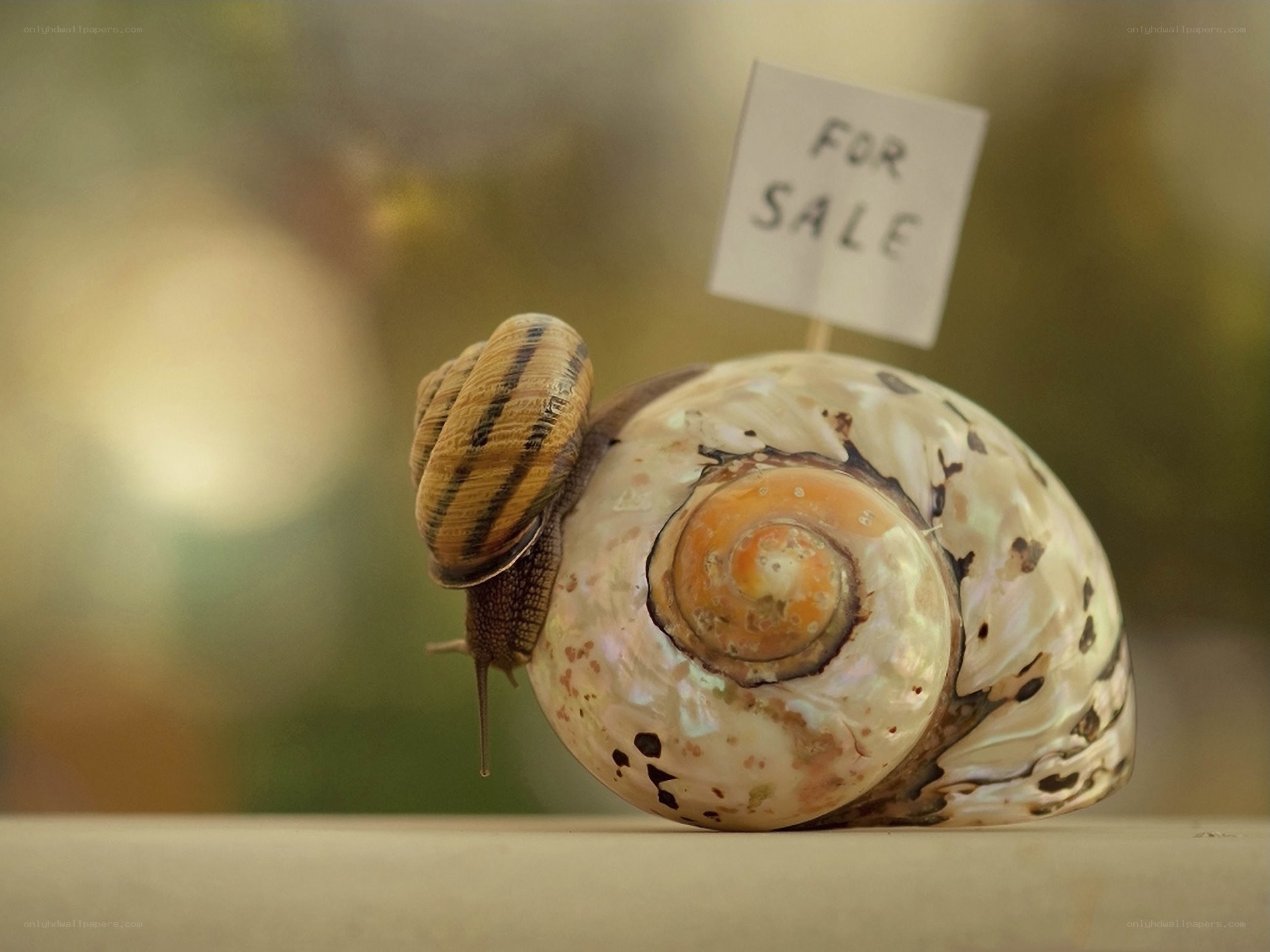 Snail with for sale sign