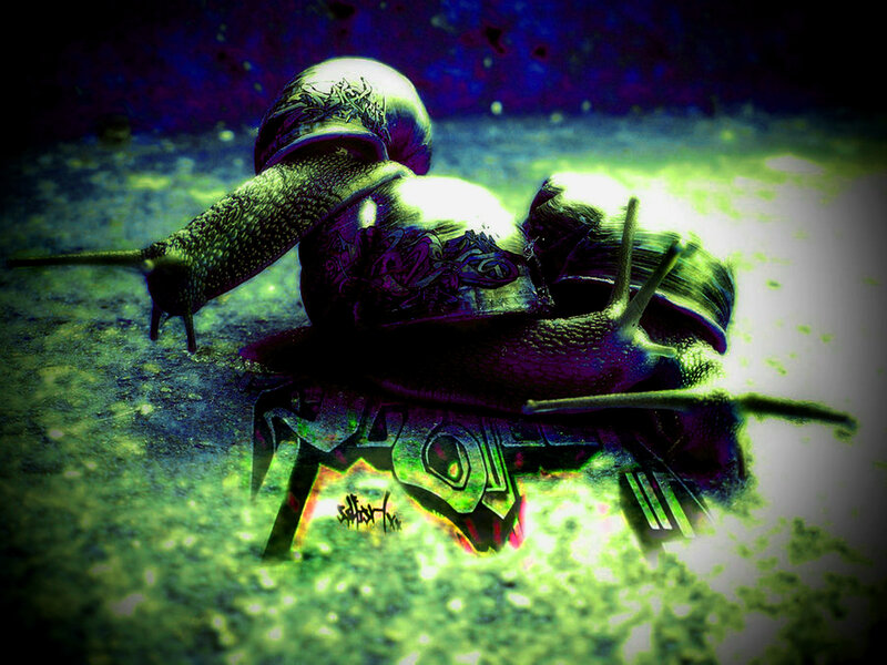 snail with graffiti art