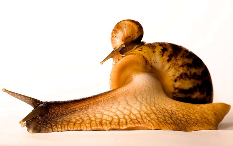 snail with large shell