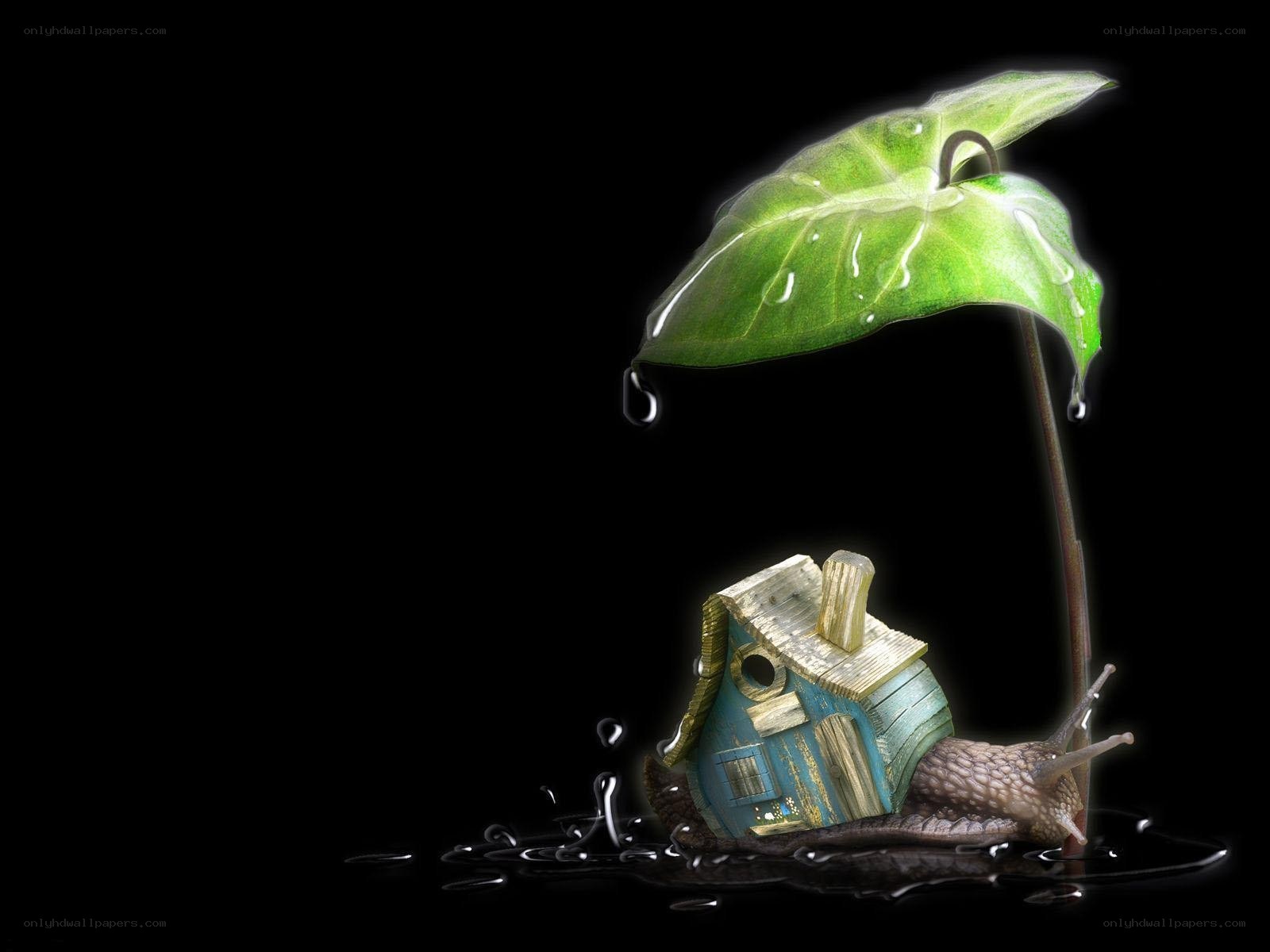 snail with leaf umbrella
