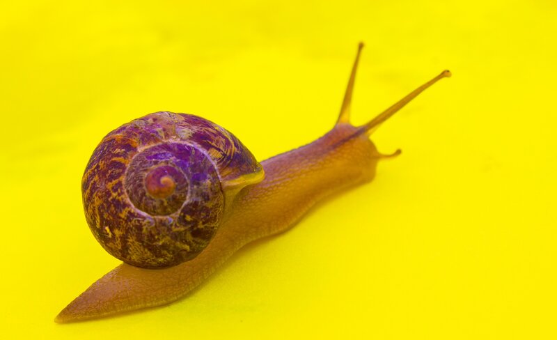 Snail with Purple Shell