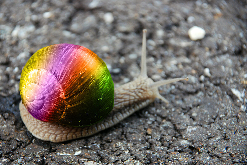 snail with rainbow shell
